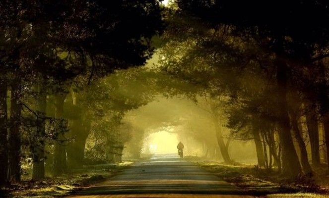 Dauwtrappen Nationale Park de Hoge Veluwe