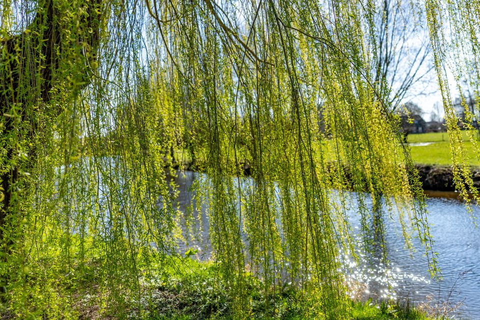 Lente langs de Dommel in Boxtel