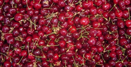 Vers geoogst fruit Oosterom Kersen De Drie Zussen in Montfoort, Groene Hart, close-up van rode kersen met steeltjes als beeld van lokale fruitteelt en streekproducten.