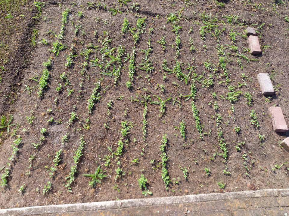 Zaai je eigen vierkante meter vlas!