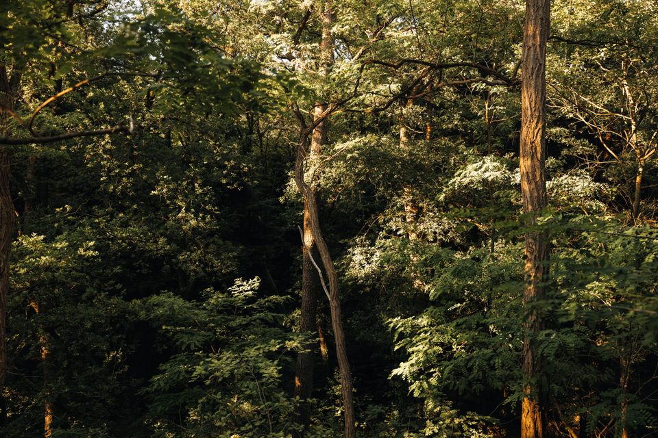 Bomen met groene bladeren in de natuur in Drenthe.