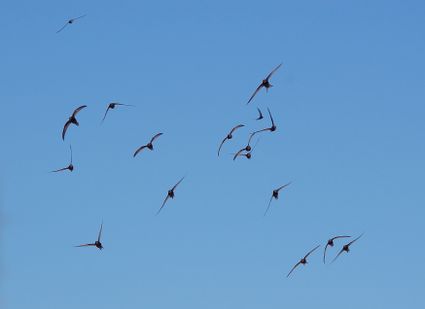 Vogels in de lucht