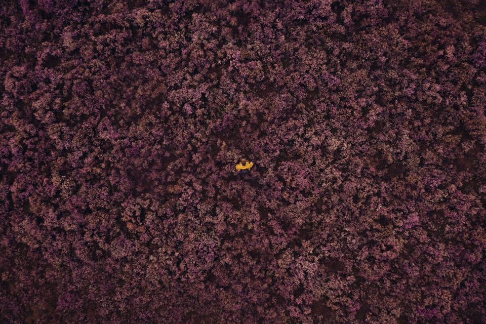 Luftaufnahme von blühender Heide in Drenthe.