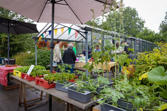 Op de foto staat een kas, een aantal mensen in gesprek en op de voorgrond een tafel met allemaal plantjes in potjes.