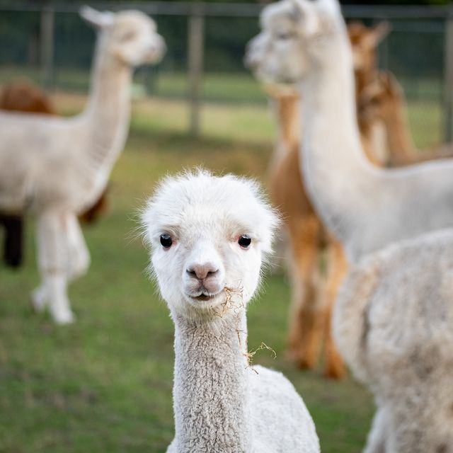 Alpaca Alpakuba