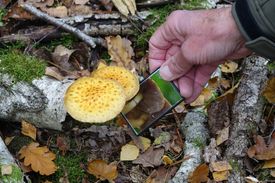 Paddenstoelen in 't Hurkske