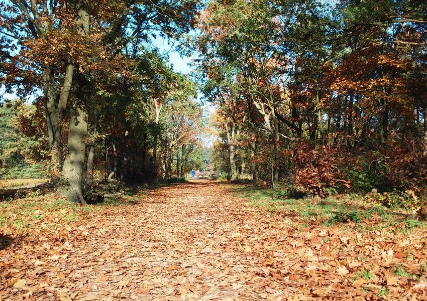 'Zandbos' (Sandwald) in Deurne