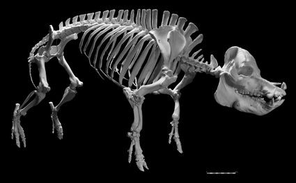 Exhibition animal skeletons Aarle-Rixtel