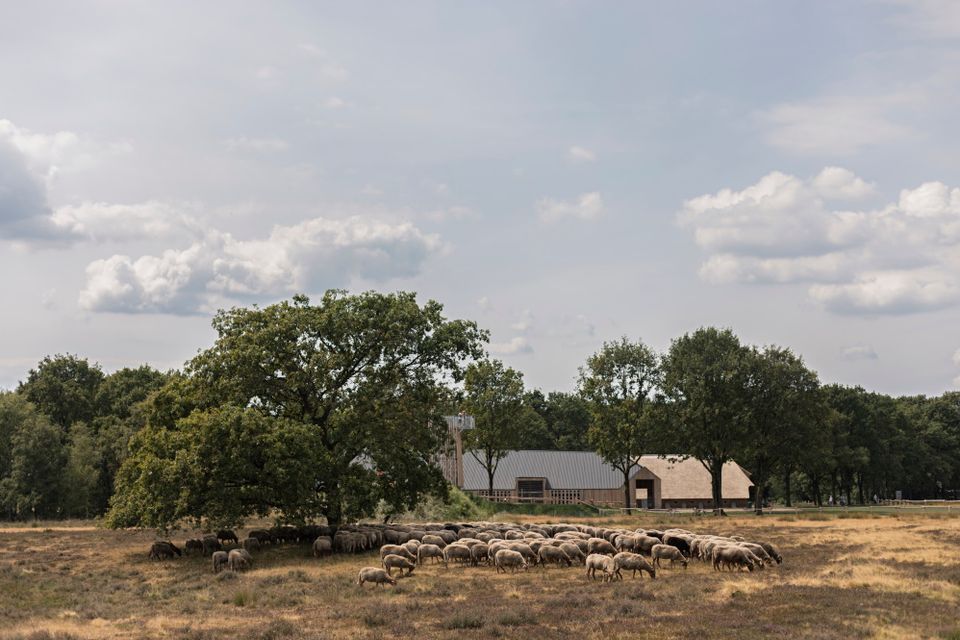 Schaapskudde graast rondom een boom met op de achtergrond een uitkijktoren en de schaapskooi.