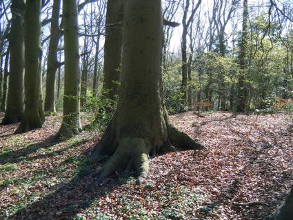 Lokhorsterduin