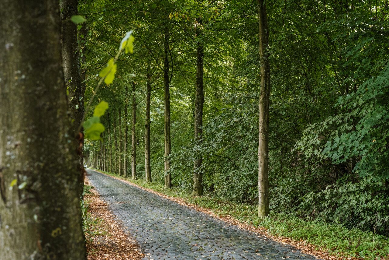 Bomenlaan Heilige Driehoek