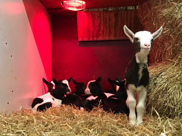 Kraamvisite | Geitenkaasboerderij Brömmels