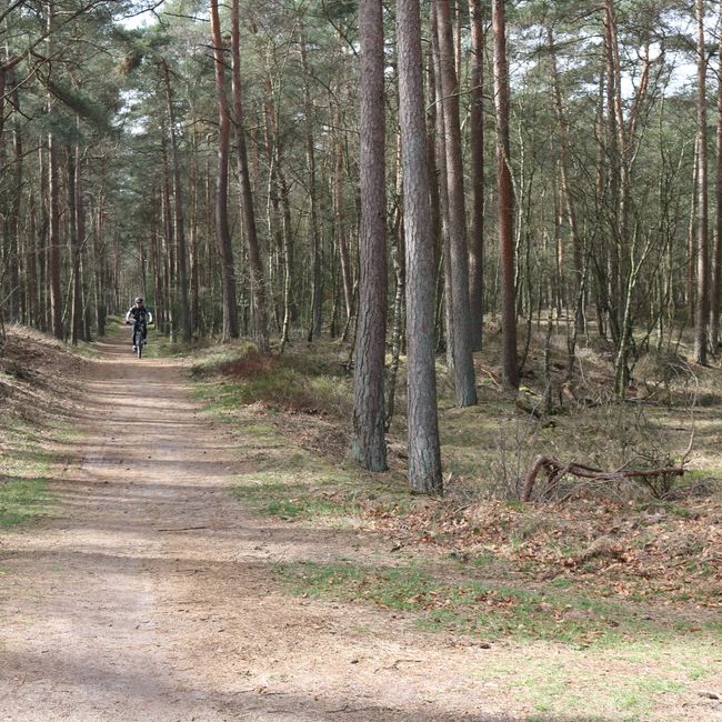 Mountainbiker tussen bomen