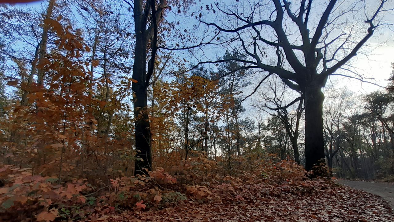 Walsberg Wald in Deurne