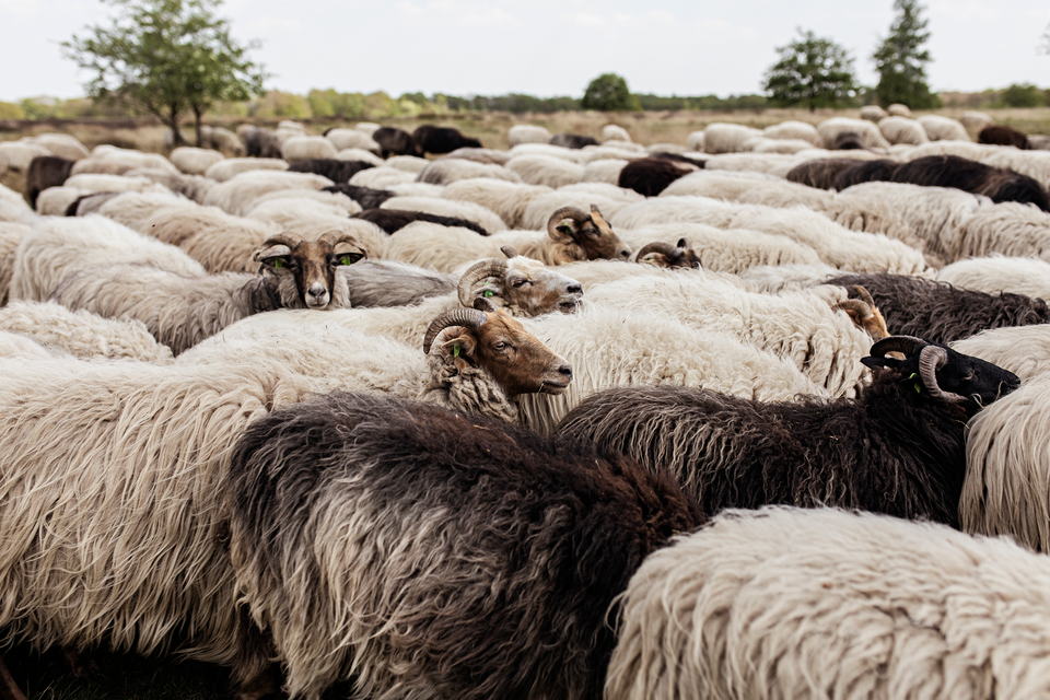 Nahaufnahme einer Schafherde im Naturschutzgebiet Balloërveld
