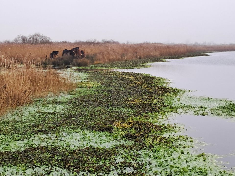 Wandel 14,5 km door het moerasgebied de Houtwiel