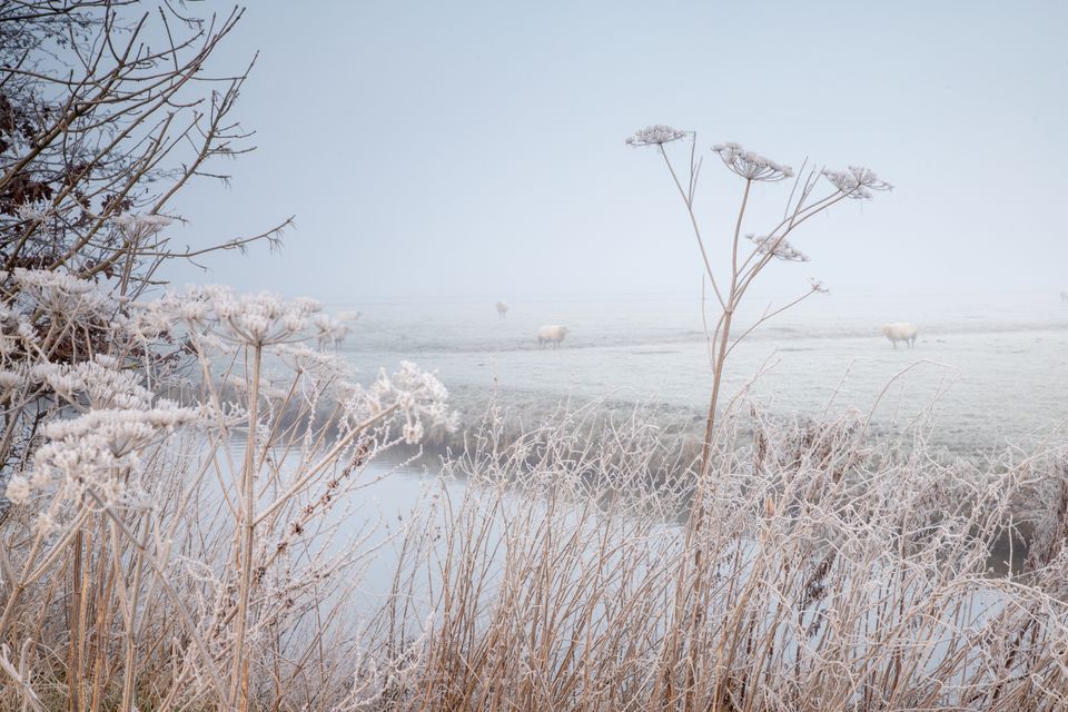 Winter in Lopik: berijpte planten langs het water en schapen in een witte weide. Een rustig en mooi landschap in het Groene Hart.