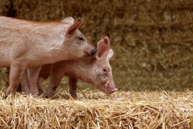 Varkens bij PorcusCampus in Aarle Rixtel