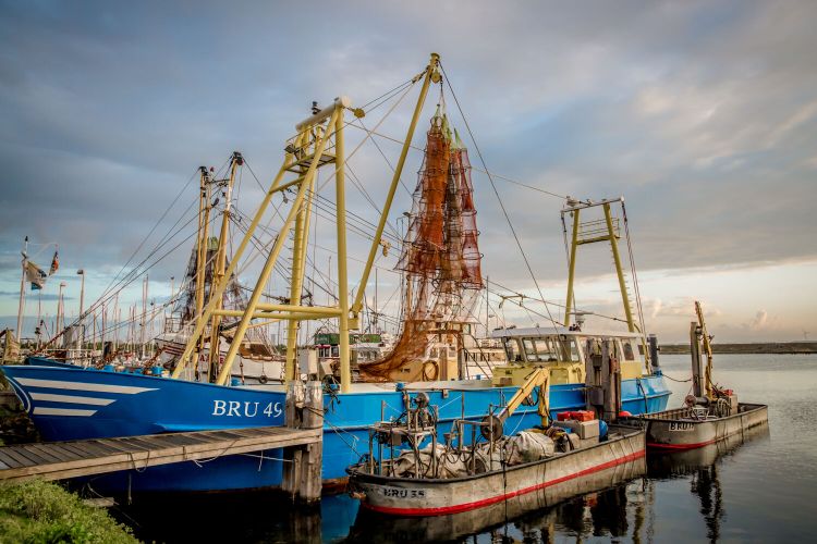 Mosselkotters in Bruinisse | Mosseldorp