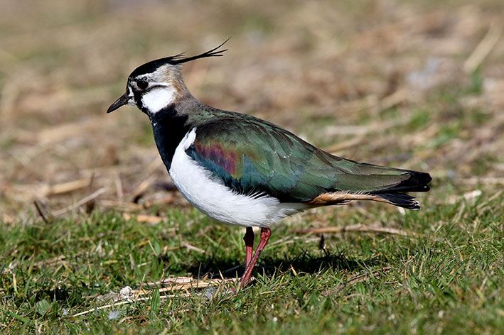 Kievit met mooie kleuren