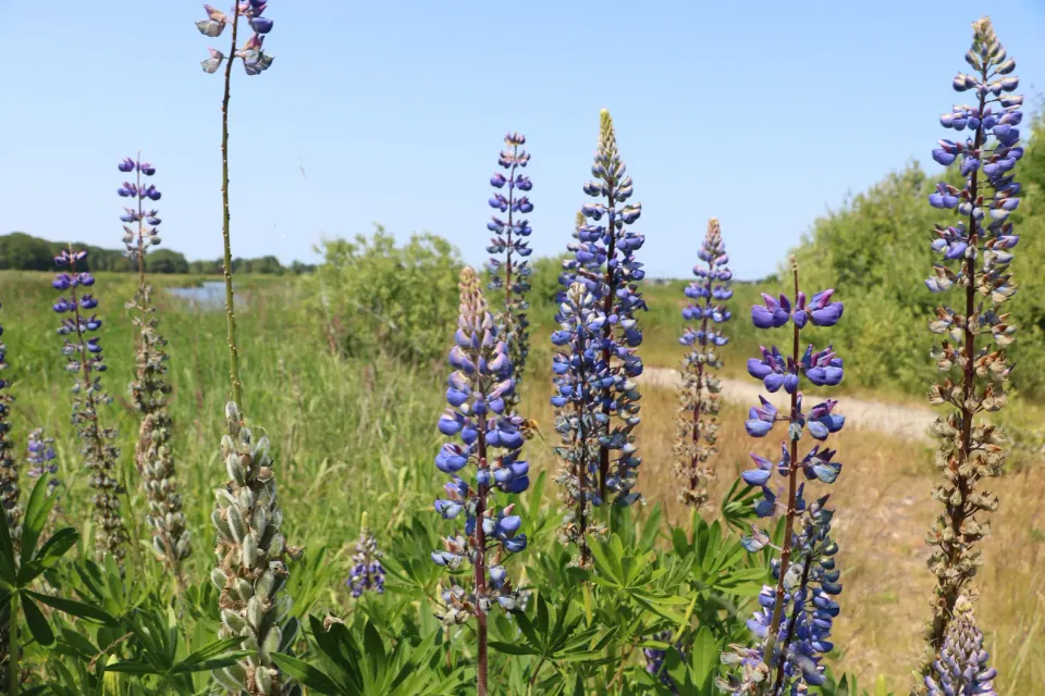 Wolvega natuur