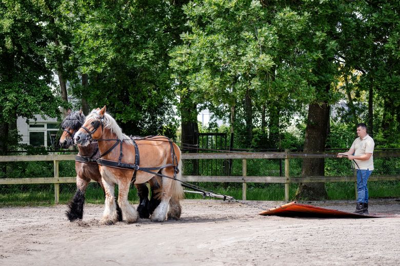 Belgische trekpaarden Vliegend tapijt