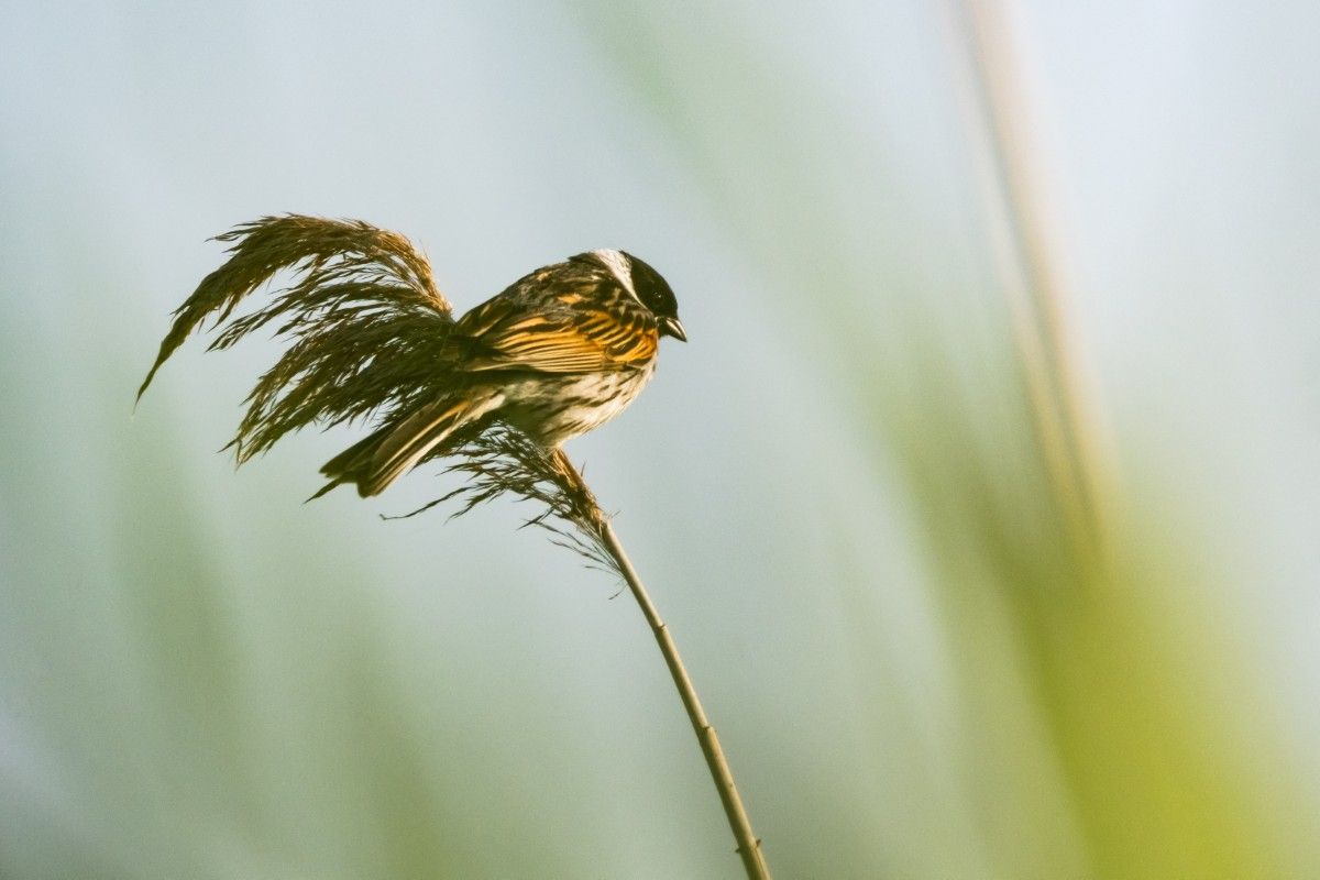 Vogels in het riet in de Zouweboezem