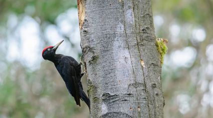 Winterwandeling op De Driemark