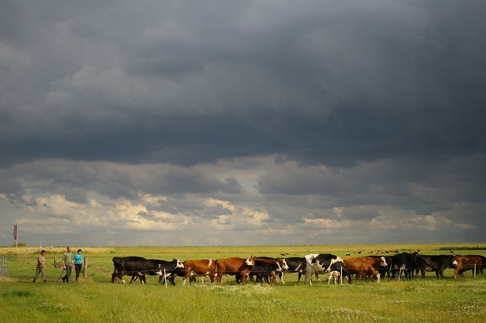 Koeien op het weiland bij Natuurlijk Genoegen