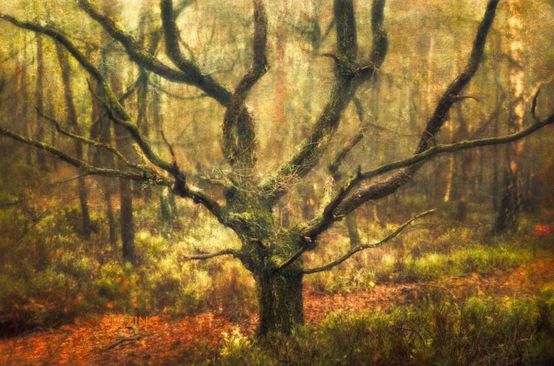 Lezing: Thijs Kupers - Door de bomen het bos zien: de kunst van bosfotografie