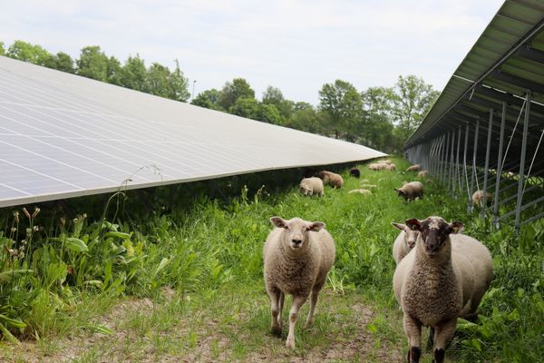 zonnepanelen met schapen