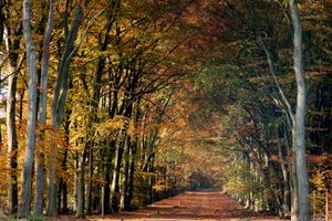 Herfstbos