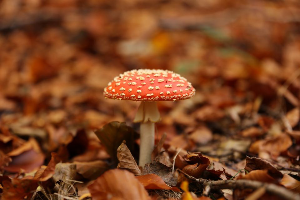 paddenstoelen in het herfstbos