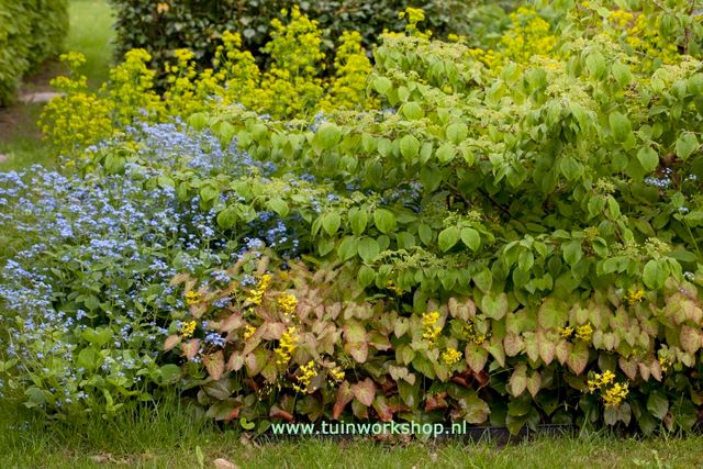 Workshop schaduwbeplanting