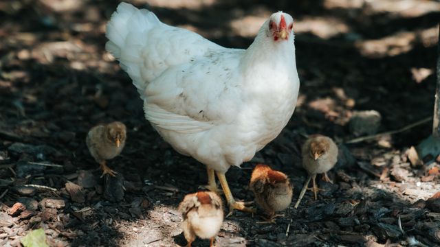 Boerderijdieren lopen vrij rond bij landwinkel 't Zand