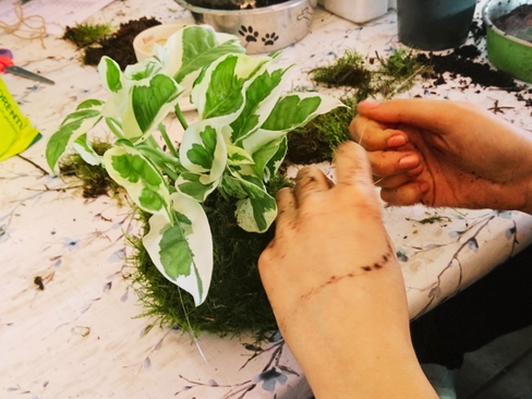 Workshop kokedama maken