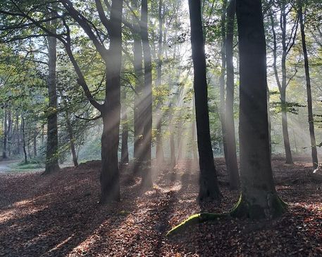 Herfst bosbad (Shinrin-Yoku) Soesterduinen | Kom onthaasten!
