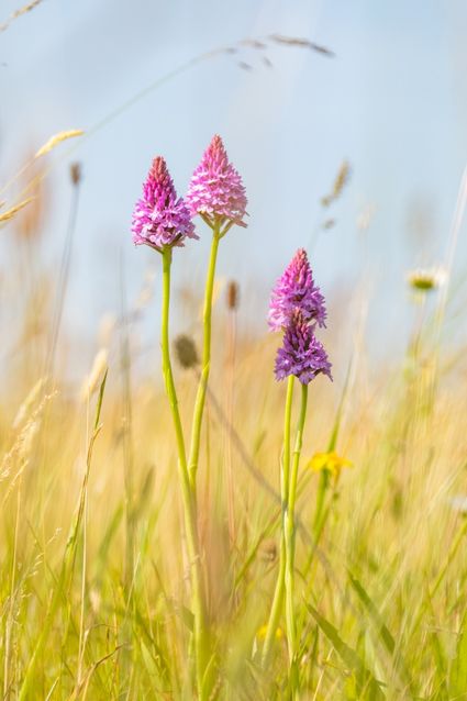 Bloeiende bloemen tussen het riet