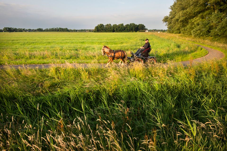in It Butenfjild kom je van alles tegen: wandelaars, fietsers, kanoers, suppers en paarden.