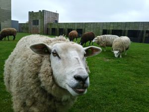 Loop tussen de dieren in de weiden, wandel met de ezels of ga aan de slag in de tuin. Ontdek Steede Hoge Woerd, de stadsboerderij van Leidsche Rijn.