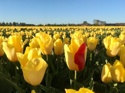 Gele tulpen met een rode