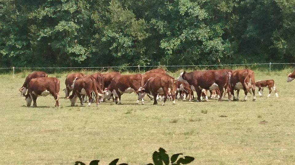 Landgoed Scholtenzathe is een uitgestrekt landgoed in het Drentse landschap, omringd door bossen, akkers en natuur. Een mooie plek om te wandelen, fietsen en te genieten van rust en ruimte.
