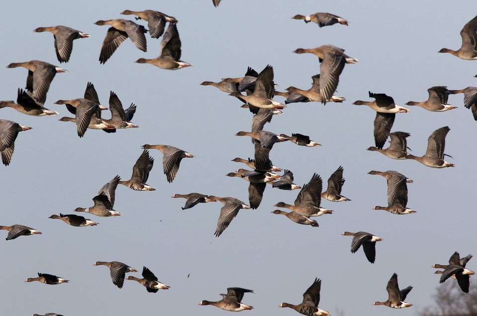 rietganzen en kolganzen in de lucht