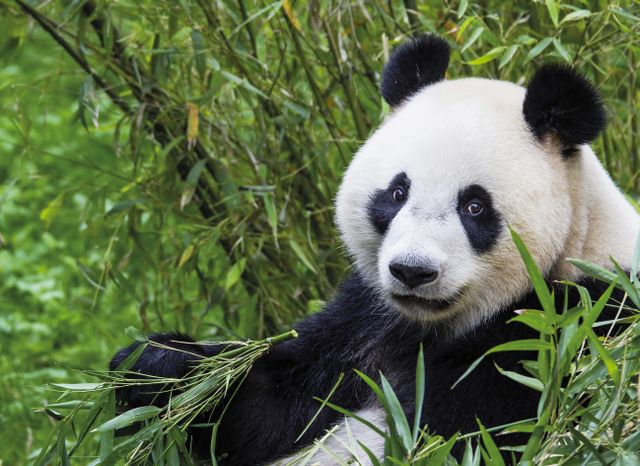 Reuzenpanda Wu Wen tussen het bamboe in Ouwehands Dierenpark in Rhenen. De foto toont een van de bekendste dieren van de dierentuin in een groene, natuurlijke omgeving.