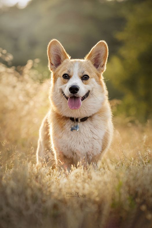 Fotoshoot van een hond.