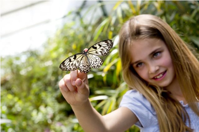 Meisje met vlinder op de hand bij Vlindersafari Gemert