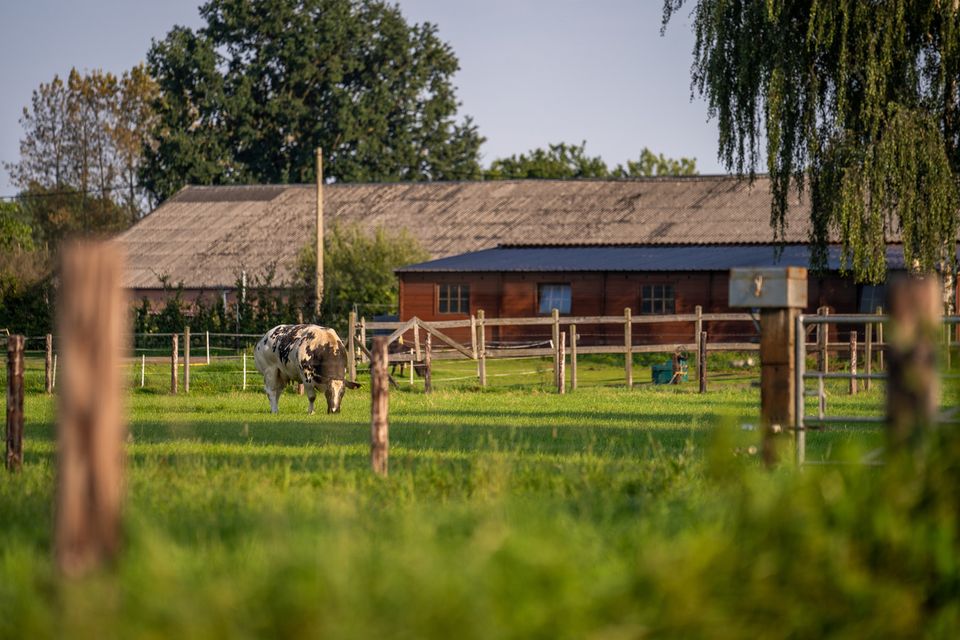 Wei met koeien