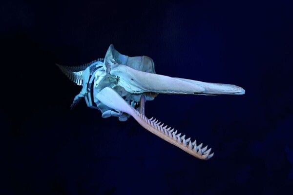 Noordwester Vlieland potvis