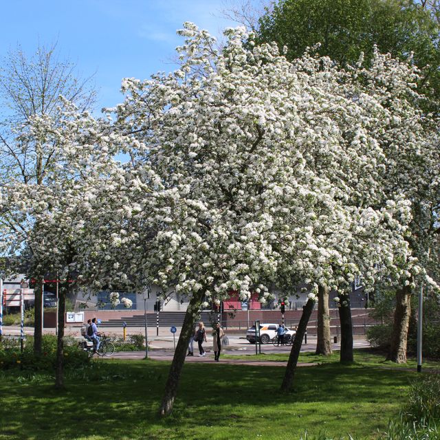 Een groepje met Katsurabomen