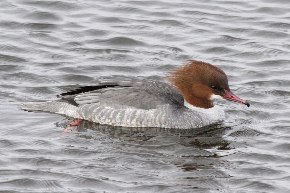 Grote zaagbek - vrouwtje